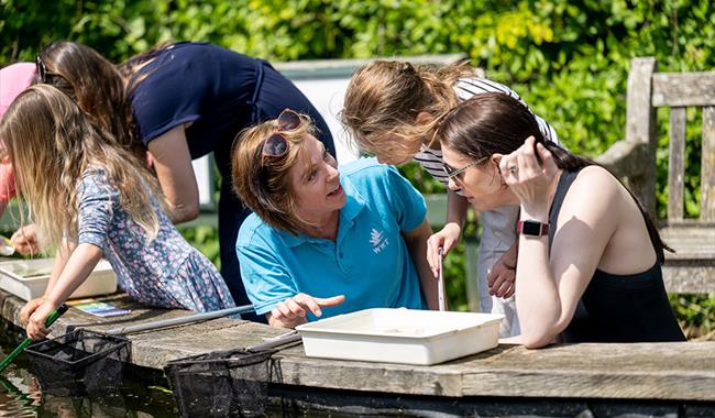Dragonfly Pond Dipping
