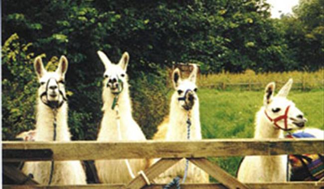 Catanger Llamas