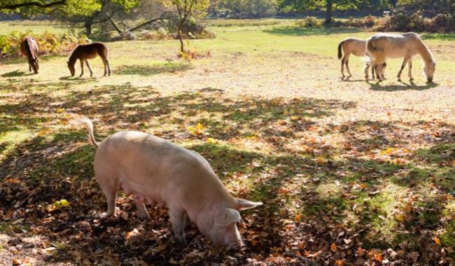 Pannage Season in the New Forest National Park, pigs mix with the ponies eating acorns on the woodland floor.