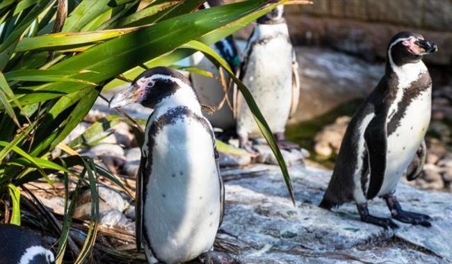 Penguin Feed Experience at Birdworld, Surrey