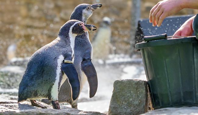 Penguins at Birdworld