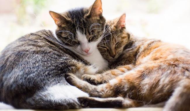 What is our relationship with our pets?  Discover more at free exhibition in Oxford.  Two cats cuddling image