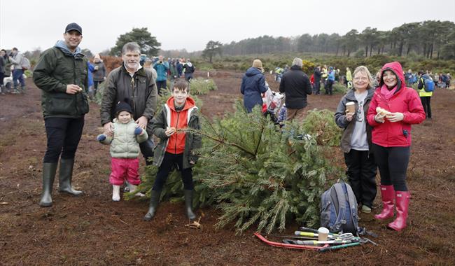 People gathering their trees at RSPB Arne