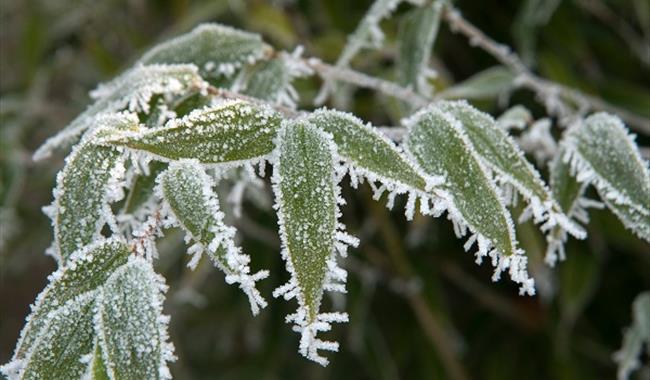 Frost on bamboo leaves