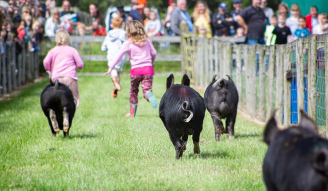 Pigs racing down race track