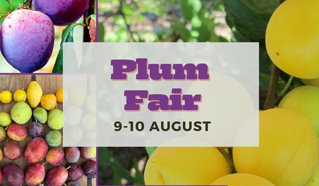 Plum Fair