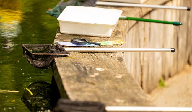 Pond Dipping for Adults