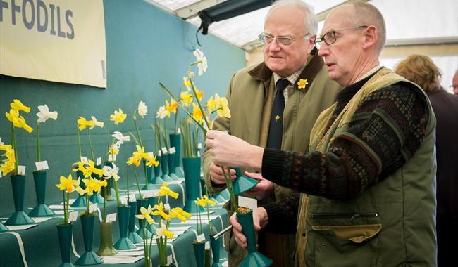 The Daffodil Show