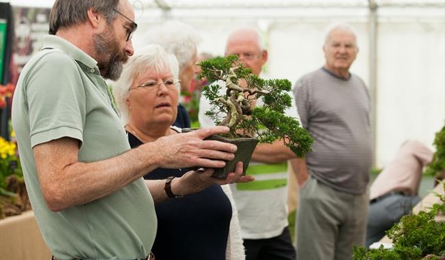 Bonsai Show