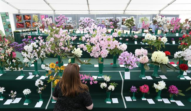 Spring Ornamental Plant Competitions