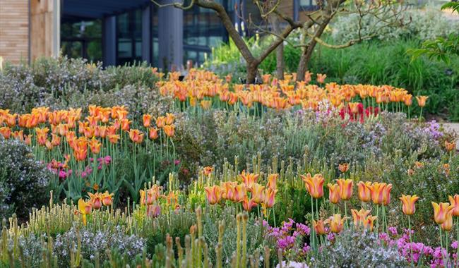 Celebration of Tulips