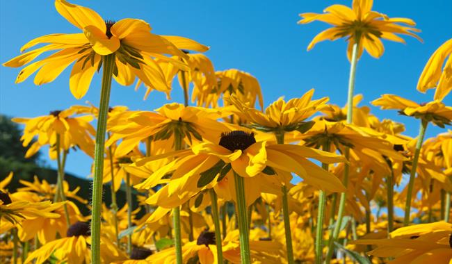 Rudbeckia