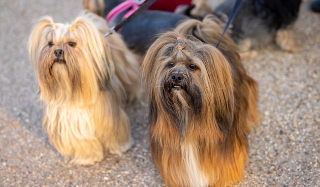 Walkies at Wisley