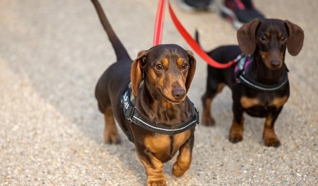 Two dachshunds walking in the garden