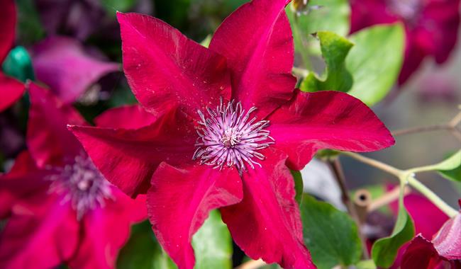 Iris and Clematis Show