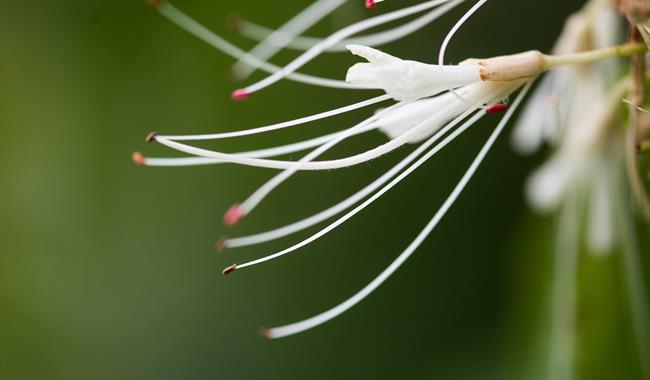 Close-up image of Aesculus Parviflora