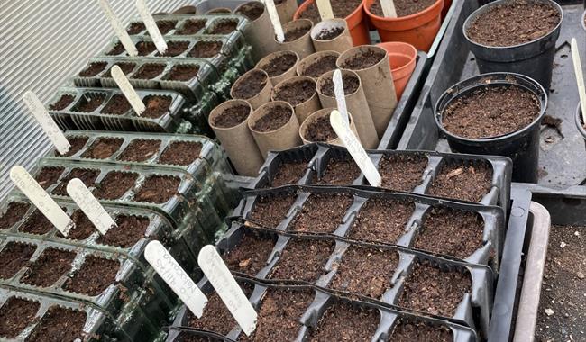 Seed sowing at Bates Green Garden
