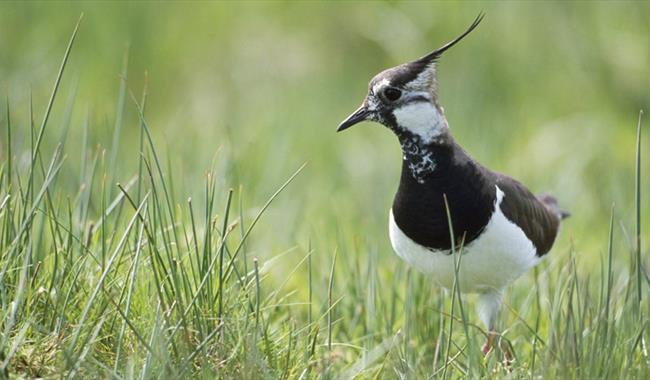 RSPB Pulborough Brooks