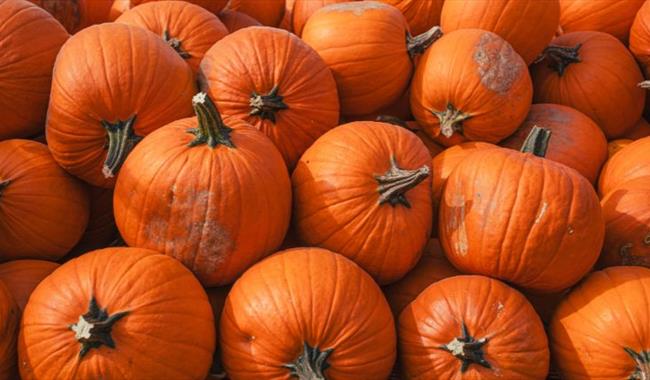 Pumpkin Patch at Betteshanger Country Park