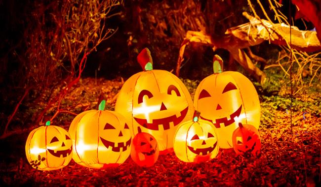 Row of pumpkins