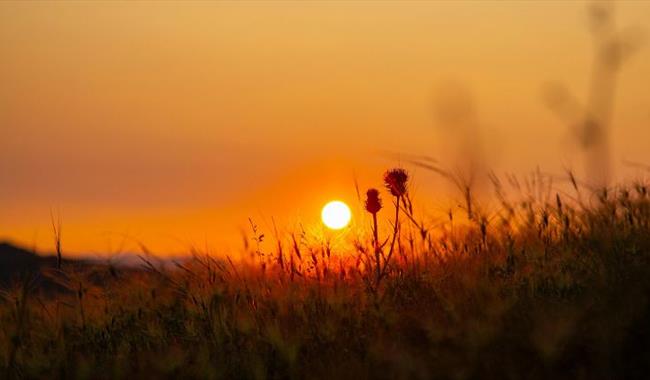 Queen Elizabeth Country Park, Summer Solstice