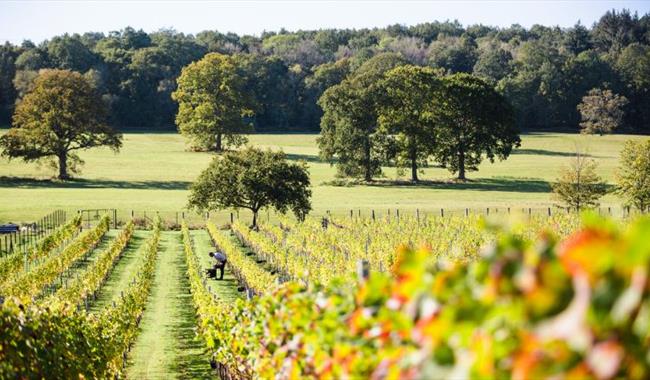 Quob Park Estate Winery and Vineyard Tour