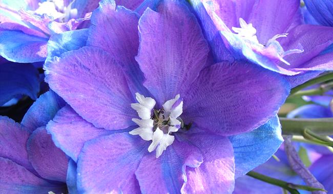 Close-up image of Delphinium 'Guardian Blue'