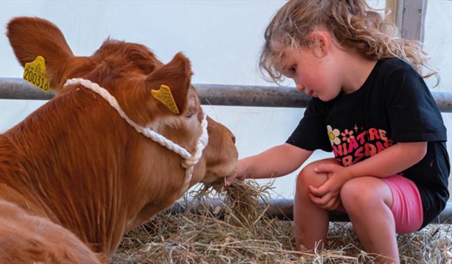 Cow and girl at the Royal Isle of Wight County Show  2023 - What's On, events