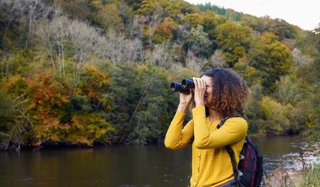 Woman with Binoculars at WWT Arundel