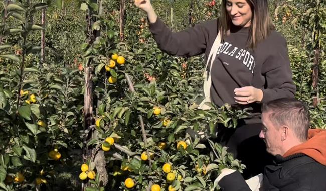 Apple picking