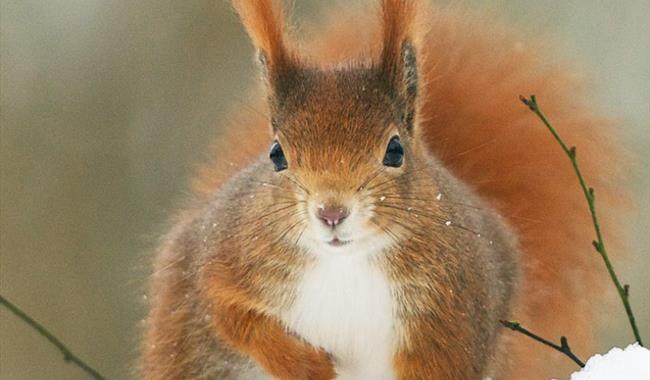 Winter Photography Days at British Wildlife Centre