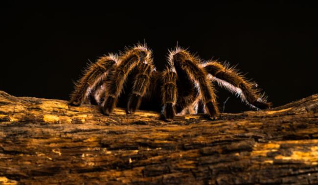 Halloween Activity: RepTylers