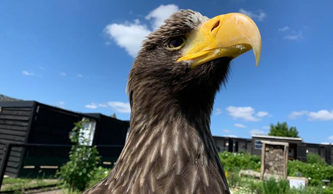 'Rex' Stellas Sea Eagle
