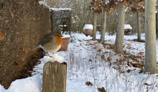 A robin sits on a snow covered fence with a snow covered garden path behind it