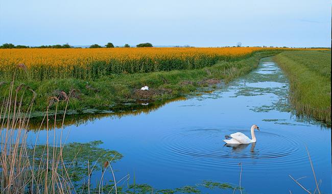 Romney Marsh