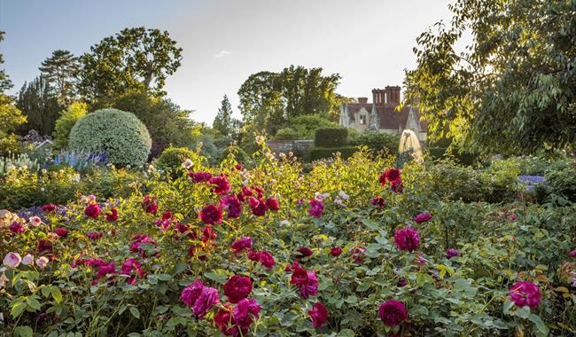 Roses in Bloom at Borde Hill