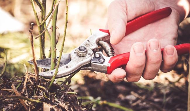 Rose Pruning