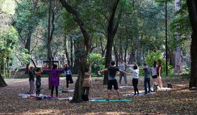 Group of people doing yoga in woodland