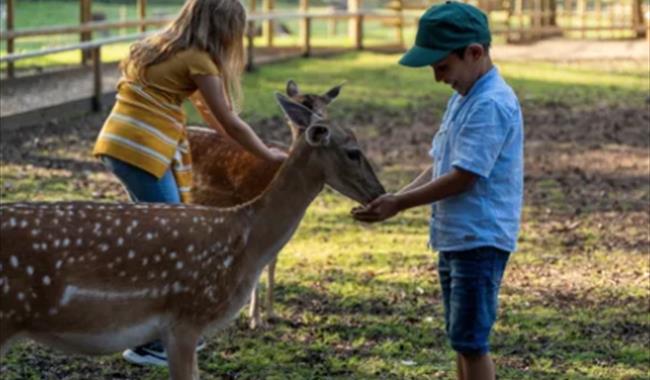 Children feeding deer