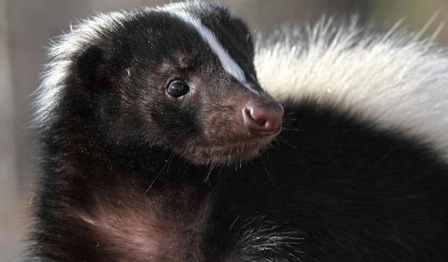 Hogshaw Farm Animal Encounters Week