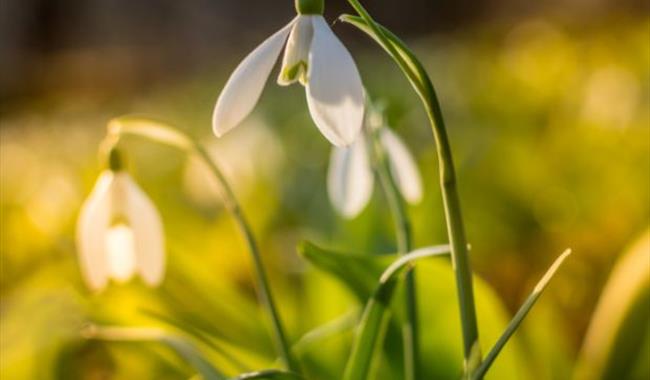 Snowdrop Day at Sandhill Farm House in Rogate