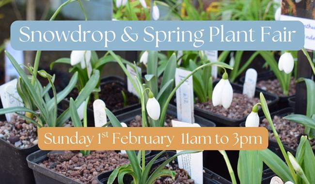 pots of snowdrops lined up on a table