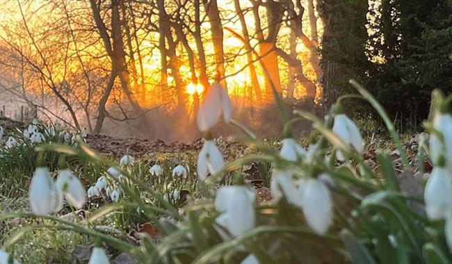 Snowdrops at Waterperry Gardens