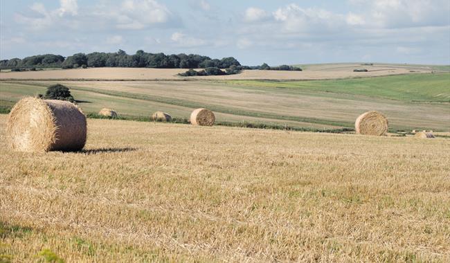 South Downs