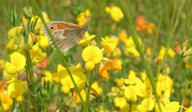 South Swale Nature Reserve