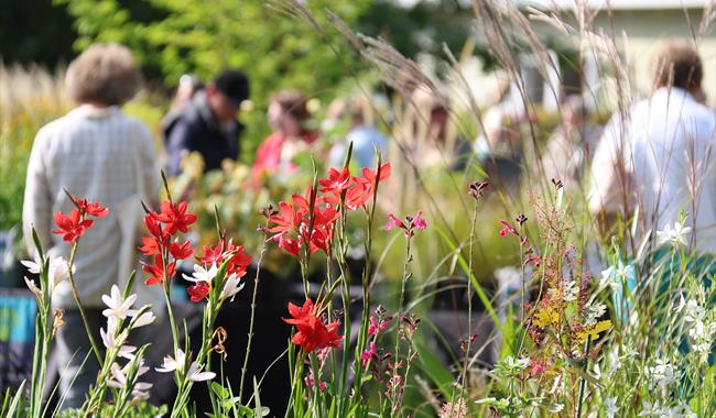 <img src="plantfair.jpg" alt="">
