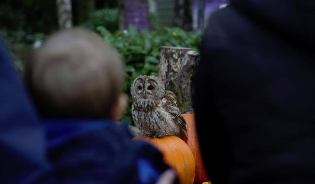 a tawny owl sat on a pumpkin