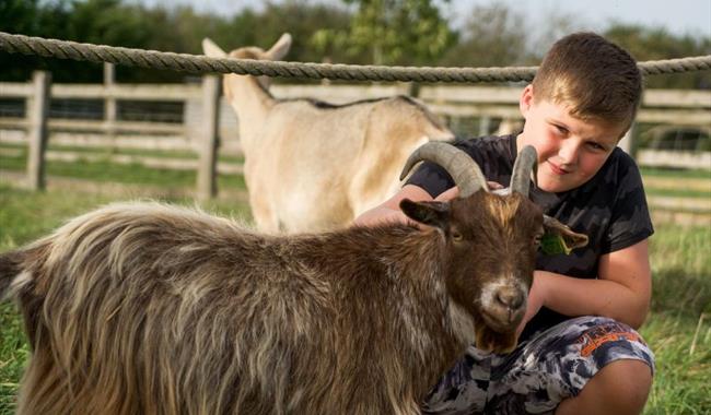 Summer on the Farm - Hogshaw Farm and Wildlife Park - young boy crouched next to a pygmy goat