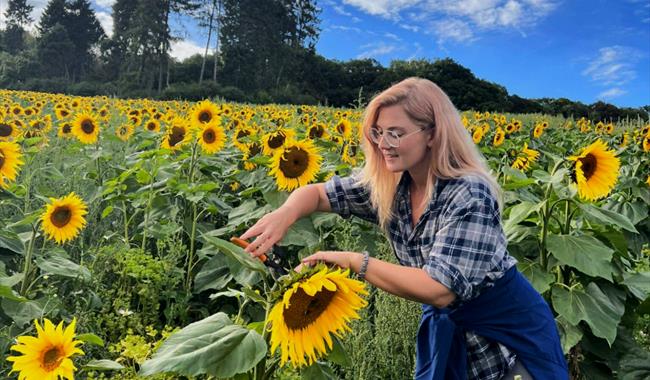 Sunflower picking at Stonor Valley Farm