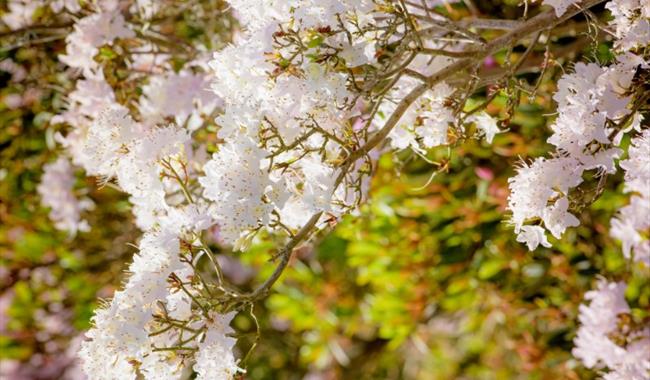 Spring wild food walk at Wakehurst